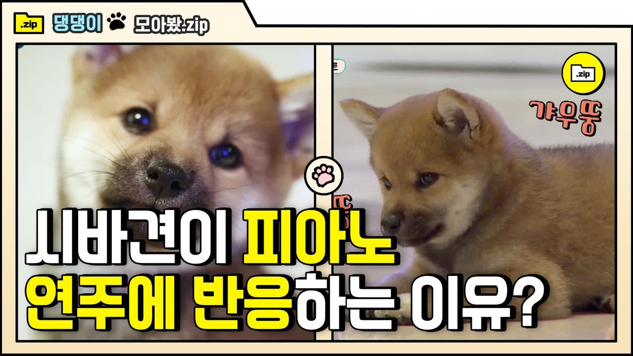 [#모아봤zip] 아기 시바 댕댕이의 취향은? EDM음악 vs 클래식음악 | #대화가필요한개냥 | #Diggle