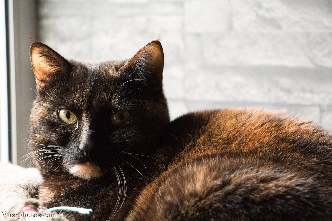 Mon chat n'est pas propre