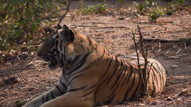 DARJEELING ZOO | Padmaja Naidu Himalayan Zoological Park | West Bengal Tourism