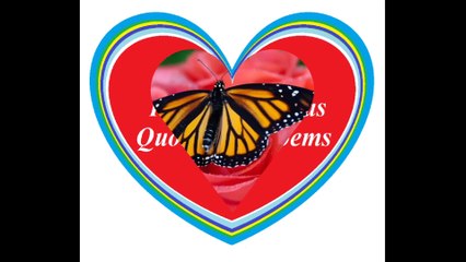 Quando vejo uma borboleta pousar numa rosa, lembro do seu sorriso! [Frases e Poemas]