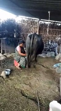 How to get milk from buffalo,Milking buffalo milk (cow) milking in a village...hand LIVE Bufflo or Cow milking same