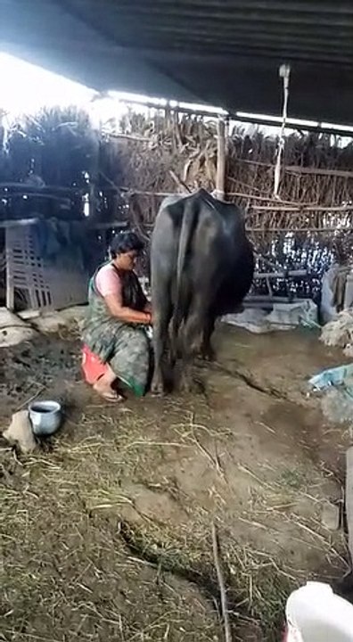 How to get milk from buffalo,Milking buffalo milk  (cow) milking in a village...hand LIVE  Bufflo or Cow milking same