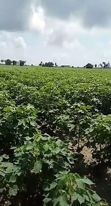 Farmer spraying Jeevamruta(pesticides) on a field....... Far to the pond,Farmers don't need sympathy They Need RESPECT