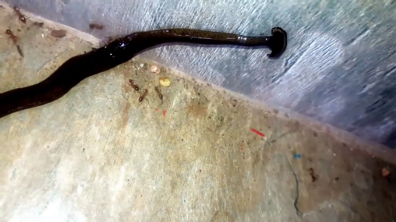 Ce ver géant est effrayant : ver à tête d'enclume