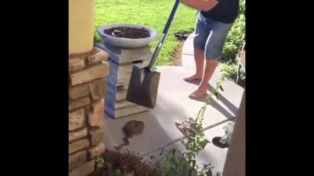 Il tente de neutraliser un serpent avec une pelle : mauvaise idée!