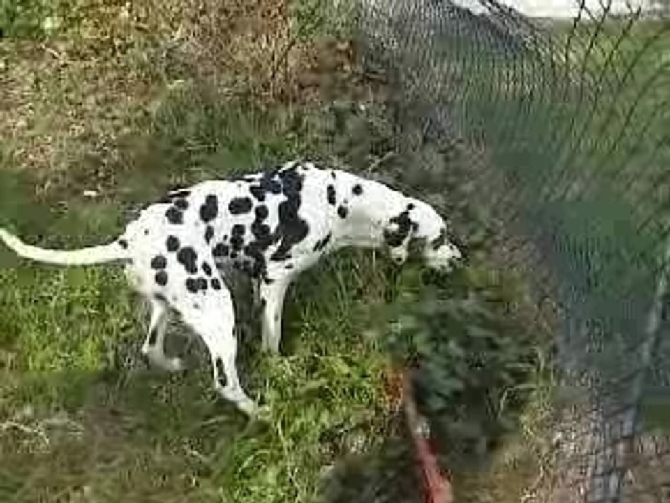 Dalmatiens des Comtes de Saint Sorlin