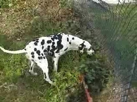 Dalmatiens des Comtes de Saint Sorlin