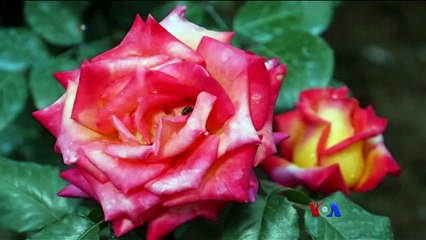 မဇ္ဈိမအတွက် ဗွီအိုအေ သတင်းလွှာ (၁၁-၀၄-၂၀၁၉)