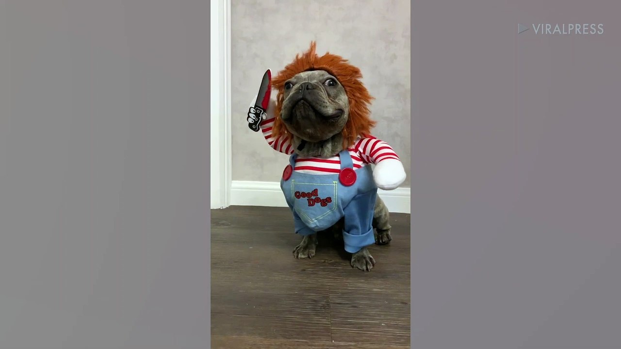 French Bulldog Puppy Dressed As Chucky video Dailymotion