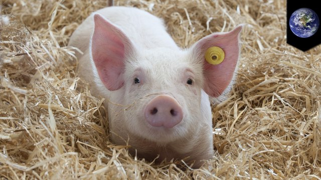 A quarter of the world's pigs could die due to African swine fever
