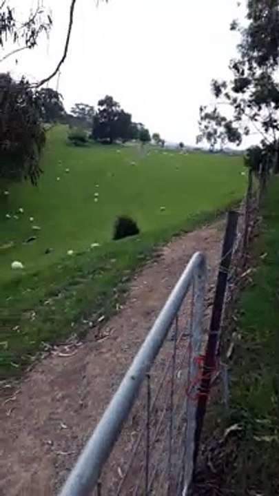 Mustering Sheep with a Spanner