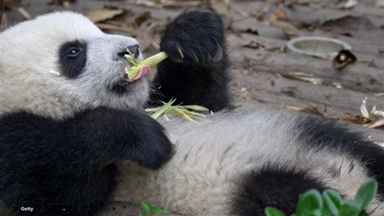 Wie der Große Panda vor dem Aussterben gerettet wird