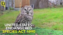 Why is US Govt Killing Barred Owls to Save Another Species?