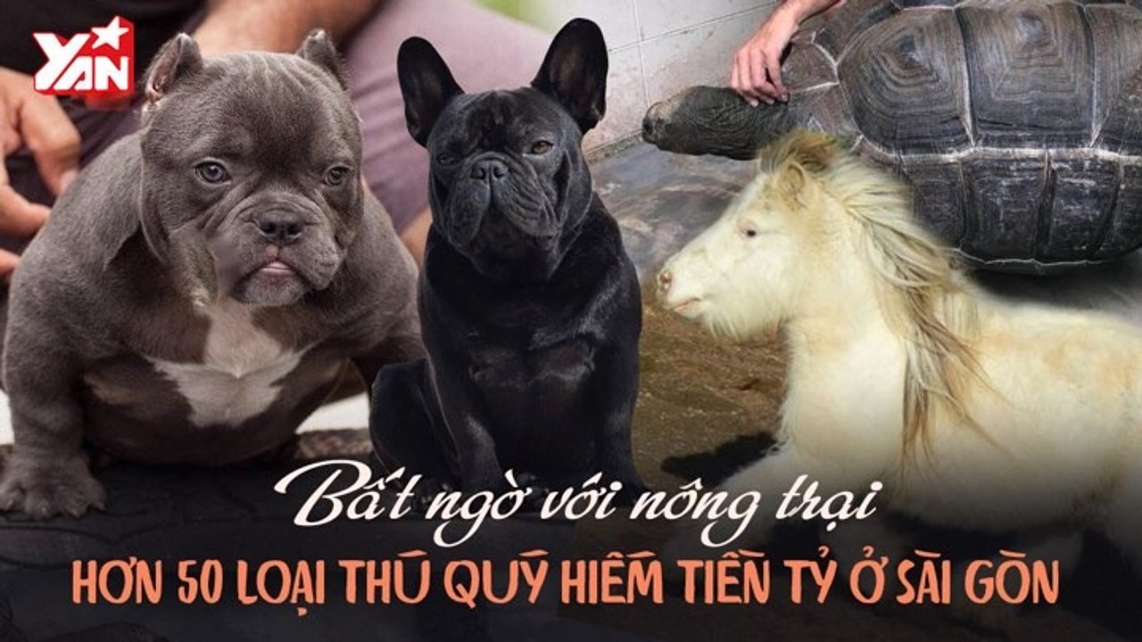 BẤT NGỜ VỚI NÔNG TRẠI HƠN 50 LOẠI THÚ QUÝ HIẾM TIỀN TỶ Ở SÀI GÒN II YANNEWS