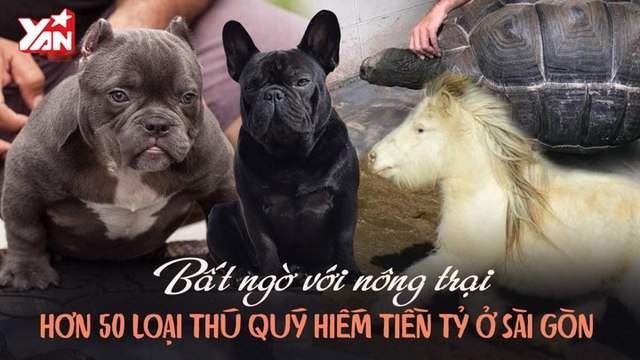 BẤT NGỜ VỚI NÔNG TRẠI HƠN 50 LOẠI THÚ QUÝ HIẾM TIỀN TỶ Ở SÀI GÒN II YANNEWS