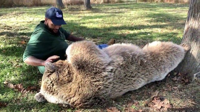 Moments câlins entre une ourse orpheline et celui qui l'a élevée