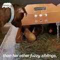 This pitbull is best friends with 3 guinea pigs! - Naturee Wildlife
