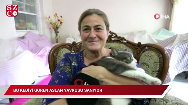 Bu kediyi gören aslan yavrusu sanıyor
