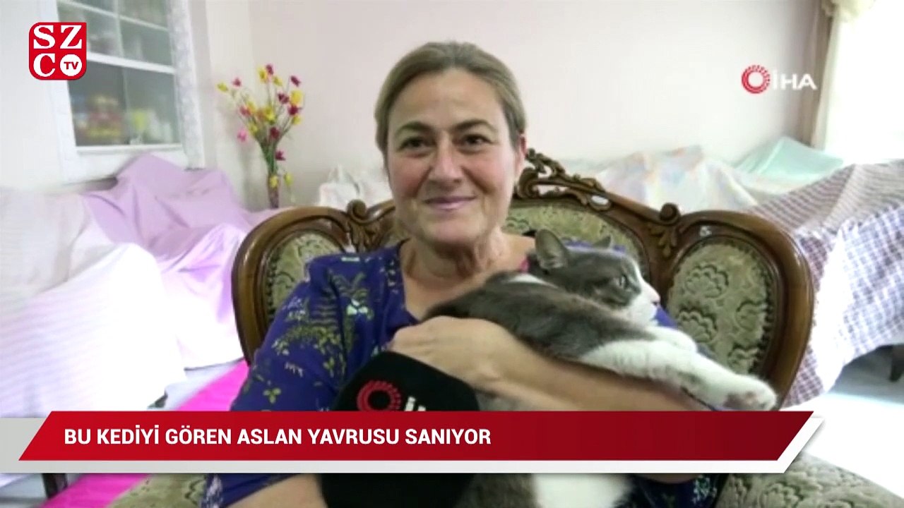 Bu kediyi gören aslan yavrusu sanıyor