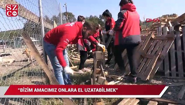 Atık tahtalar sokak köpeklerine yuva oldu