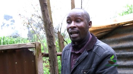 Twende Shambani  : pig farming PART 2