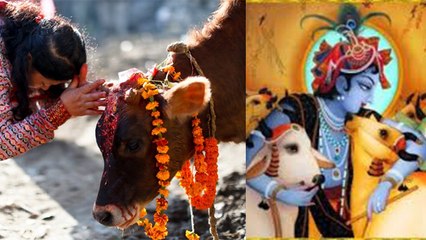 गोपाष्टमी की मनमोहक कथा और संपूर्ण पूजन विधि | Gopashtami Katha & Pujan Vidhi | Boldsky