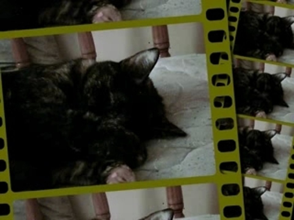 Cat 3