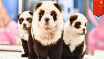 Chinese cafe gets backlash for dyeing dogs to look like pandas