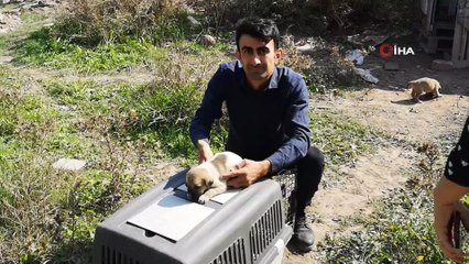 Annesiz kalan yavru köpekler korumaya alındı