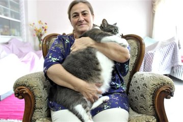 Aslan yavrusu gibi kedi! Tam 11 kilo