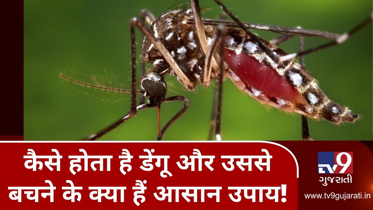 કેવી રીતે થાય છે ડેન્ગ્યુ અને જાણો તેનાથી બચવાન...