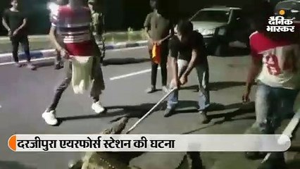 दरजीपुरा एयरफोर्स स्टेशन में साढ़े 6 फीट का महाकाय मगरमच्छ