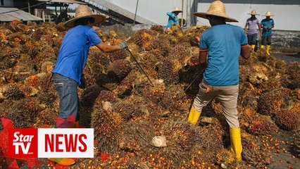 Dr Wee wants to know what is being done to protect oil palm smallholders in M'sia