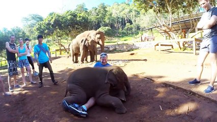 Playful baby elephant thinks he's a lap dog in Thailand