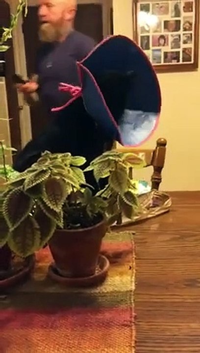 Ce chat éternue et il en sort de son nez !