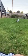 Désorienté, ce chien se bouche la vue avec son bol d'eau !