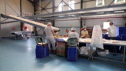 İHH, Suriye'de 10 ayda 125 milyon civarında ekmek dağıttı