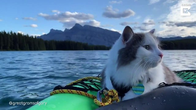 Ce chat vit des aventures dans le monde entier !