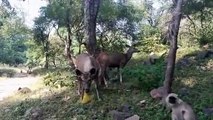 Starving deer and monkeys seen eating plastic waste left by tourists in Indian park