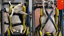 Chinese researchers using live pigs as crash test dummies