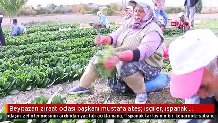 Beypazarı ziraat odası başkanı mustafa ateş: işçiler, ıspanak toplarken büyük ihtimalle yabancı...