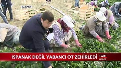 Ispanak Değil Yabancı Ot Zehirledi