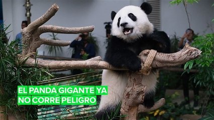 El panda gigante ya no está en peligro de extinción