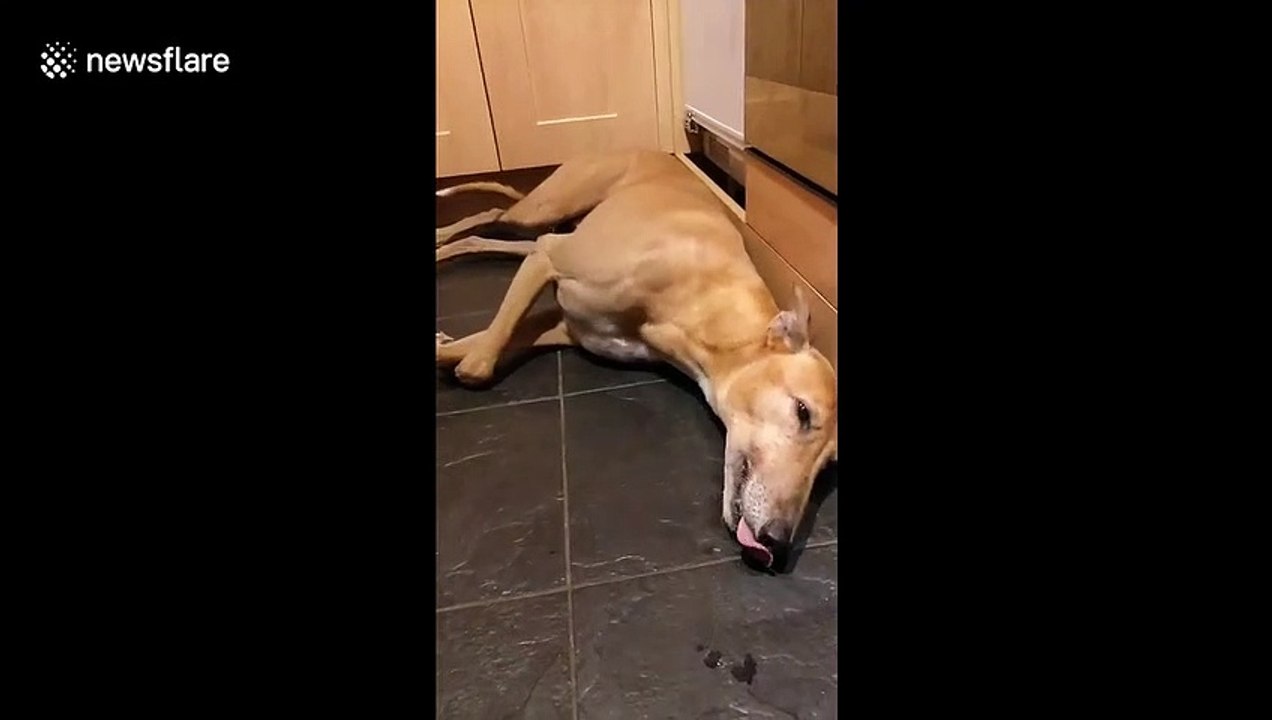 Terrified greyhound has meltdown thanks to scary fireworks