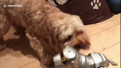 Real dog Vs. robot dog: cutest confrontation in UK home