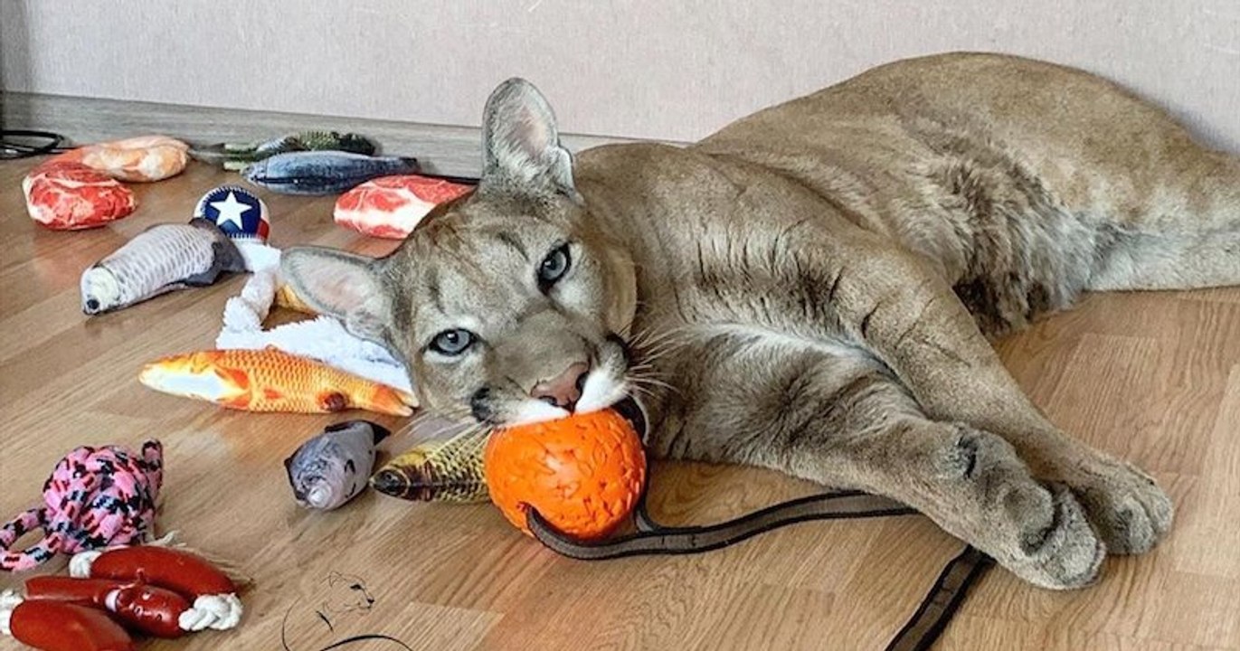 acheter un puma domestique