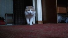 It's just my cat. This video was recorded in 2016