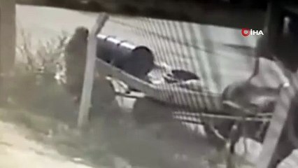 At arabalı hırsızlar güvenlik kamerasında