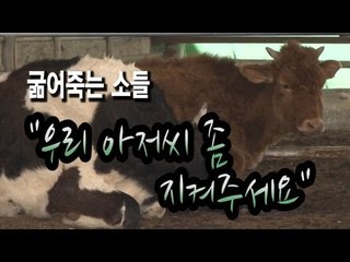 NocutView - 굶어죽는 소들 "우리 아저씨 좀 지켜주세요"