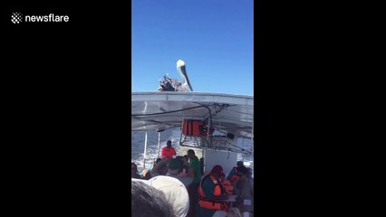 Daring pelican hitches a ride on a tour boat in Mexico